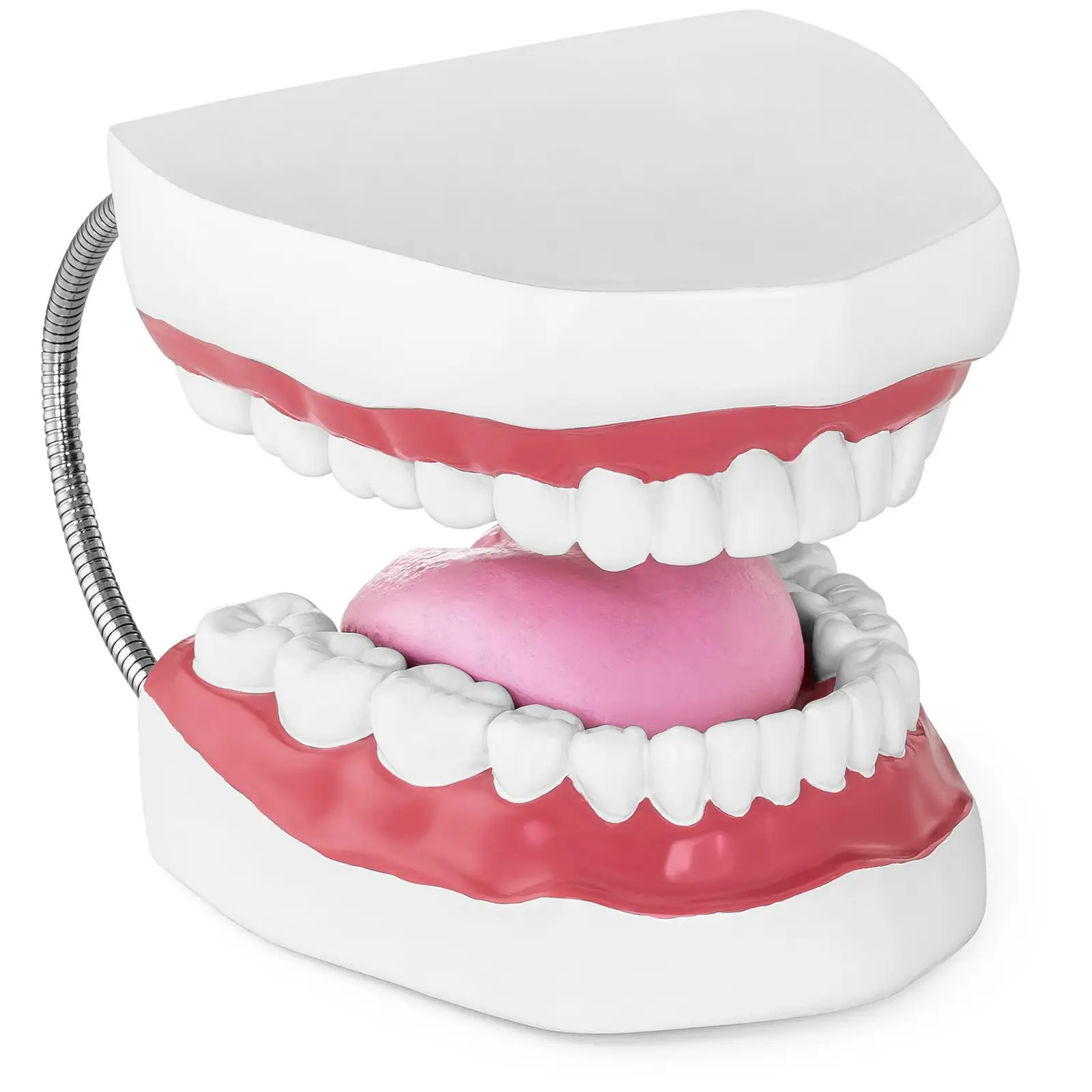 Teeth Model - Set of Teeth